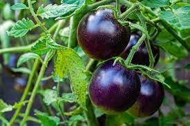 Purple Tomato Seeds for Planting