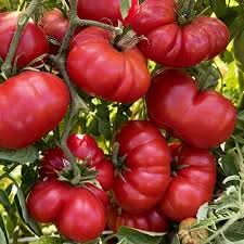 Heirloom Red Santorini Tomato Vegetable Seeds for Planting - Non-GMO Garden Seeds