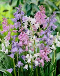 Hyacinth Seeds - Wood Hyacinth Mix