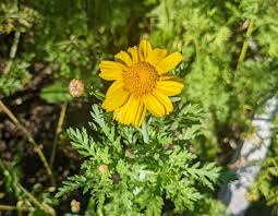 Frilly Edible Chrysanthemum Seeds