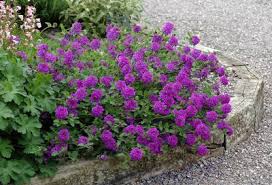 Verbena Homestead Purple Vervain