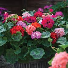 Mix Hybrid Geranium Seeds