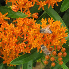 Butterfly Weed Seeds