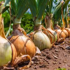 Onion Seeds (Long Day) - Yellow Sweet Spanish