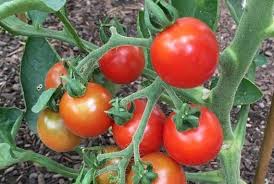 Tomato Seeds - Stupice