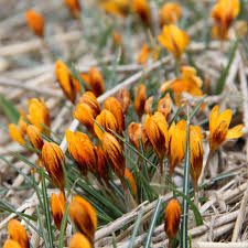 Crocus Seeds - Orange Monarch