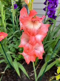 Gladiolus Flower Seeds - Passion Mix