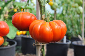 Tomato Seeds - Cuostralee