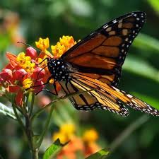 Tropical Butterfly Seeds