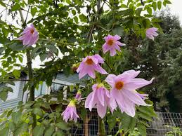 Dahlia Seeds (Tree) - Imperialis