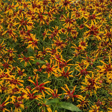 Coreopsis Seeds - Mardi Gras