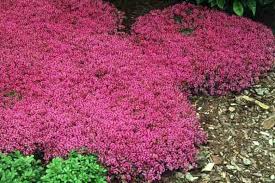 Thymus Coccineus Red Creeping Thyme Seeds