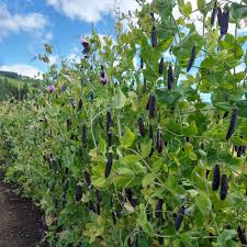 Pea Seeds (Organic) - Blue Shelling