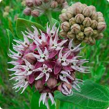 Showy Milkweed Seeds