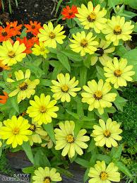 Profusion Lemon Zinnia Seeds