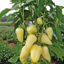 Sweet Pepper Seeds - White Bell