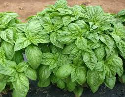 Basil Seeds - Italian Large Leaf