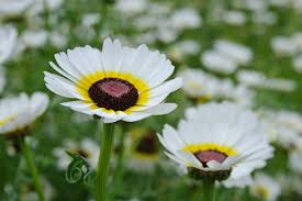 Daisy Seeds (Painted) - Polar Star