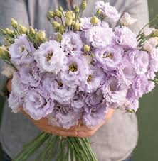 Lisianthus Seeds - Voyage Lavender