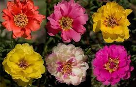 Portulaca Sundial Mix Seed