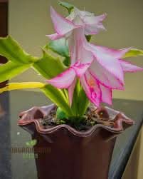 Schlumbergera Flower Seeds for Planting