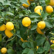 Citrus Meyer Lemon Tree