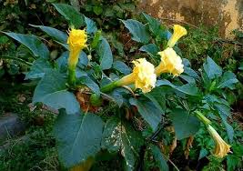 Datura Ballerina Yellow Seeds