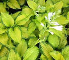 Hosta 'Stained Glass' Plantain Lily