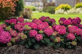 Hydrangea Summer Crush Bigleaf Hydrangea