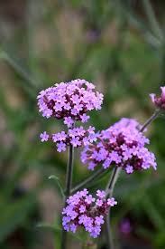 Lollipop Verbena