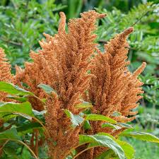 Amaranthus Seeds - Hot Biscuits