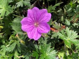 Geranium Blushing Turtle