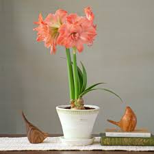 Amaryllis Seeds - Flamingo Amadeus