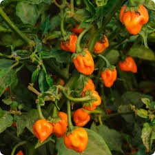 Hot Pepper Seeds - Habanero Orange