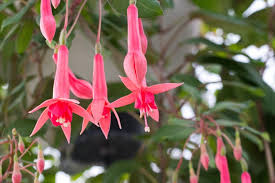 Fuchsia Billy Green Seeds