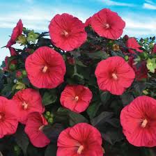 Hibiscus Mars Madness Rose Mallow Seeds