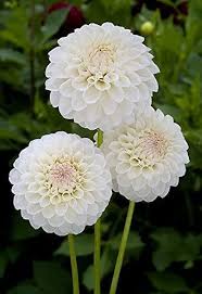 Dahlia Seeds - White Mix