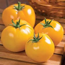 Tomato Seeds - Lemon Boy VF