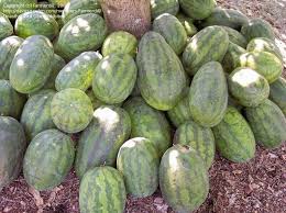 Watermelon Seeds - Congo