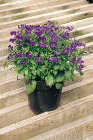 Rapid Blue Lobelia Seeds