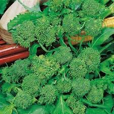 Broccoli Rabe Seeds, Natalina Di Fasano Cima Grande