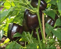 Sweet Pepper Seeds - Chocolate Bell