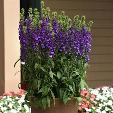 Lobelia Starship Blue Seeds