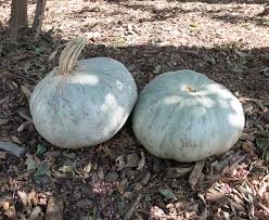 Squash (Winter) Seeds - Sweet Meat