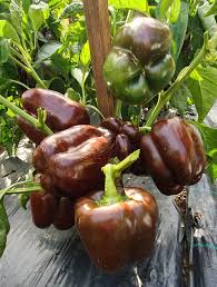 Sweet Pepper Seeds (Organic) - Sweet Chocolate