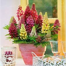 Russell Lupine Seeds - Minarette Dwarf Mix