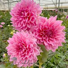 Dahlia Seeds (Dinnerplate) - Ottos Thrill