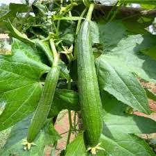 Sponge gourd-Chickni