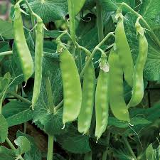 Pea Seeds - Oregon Sugar Pod II