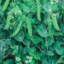 Pea Seeds (Organic) - Tom Thumb